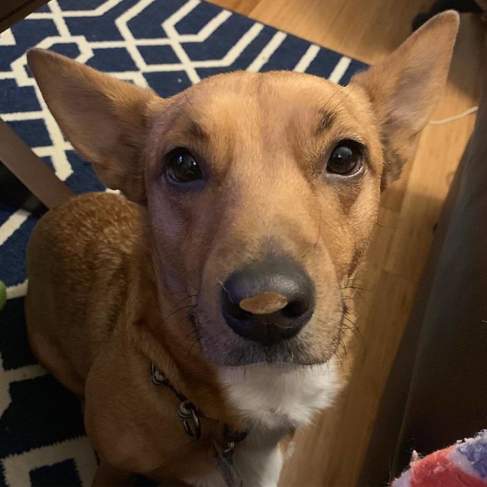 Cormanshepherds (Corgi + German Shepherd)