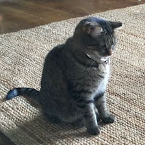 reesebrittain avatar