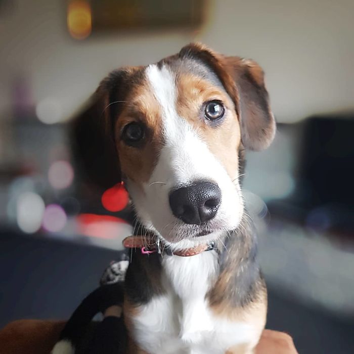 Borderbeagle (Border Collie + Beagle)