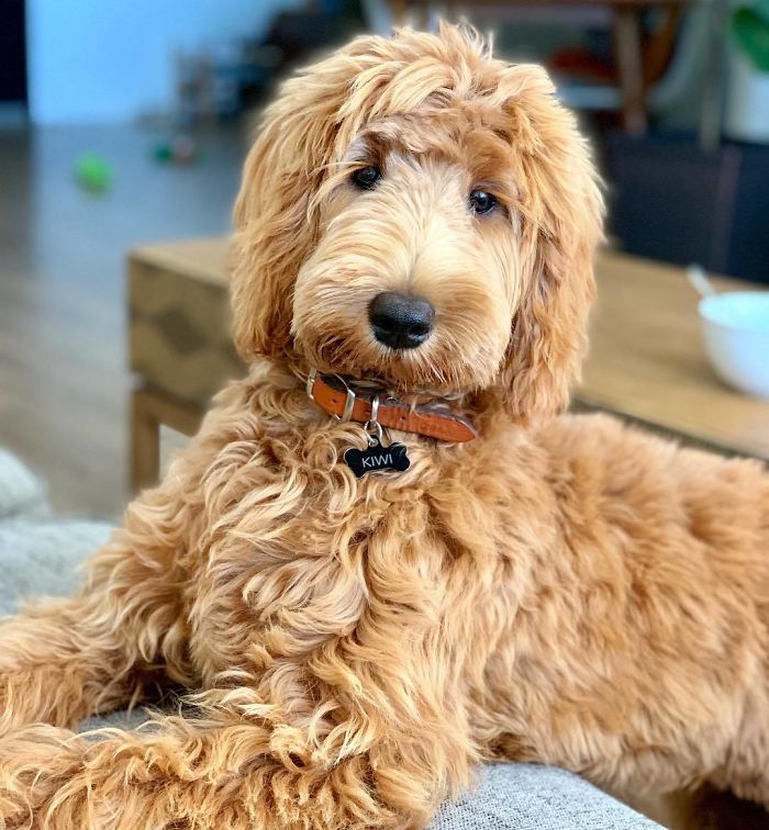Double Doodle (Goldendoodle + Labradoodle)