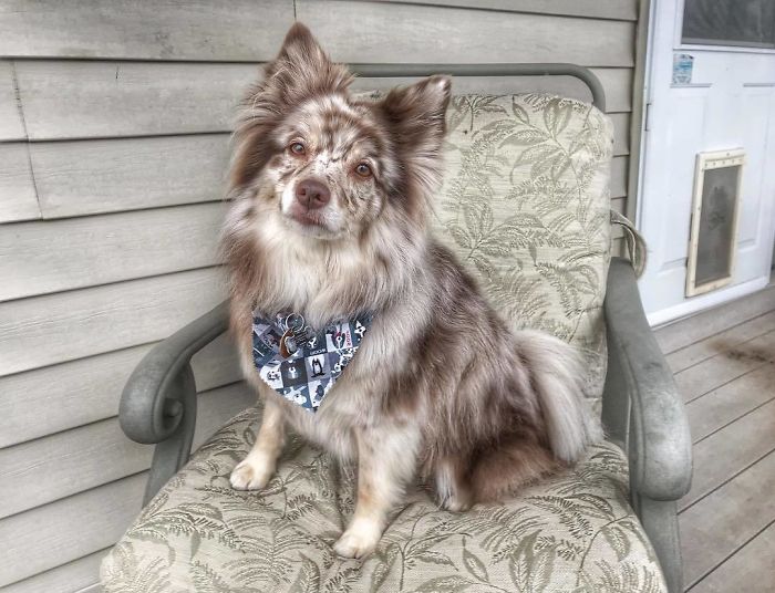 Aussiepom (Pomeranian + Mini Australian Shepherd)
