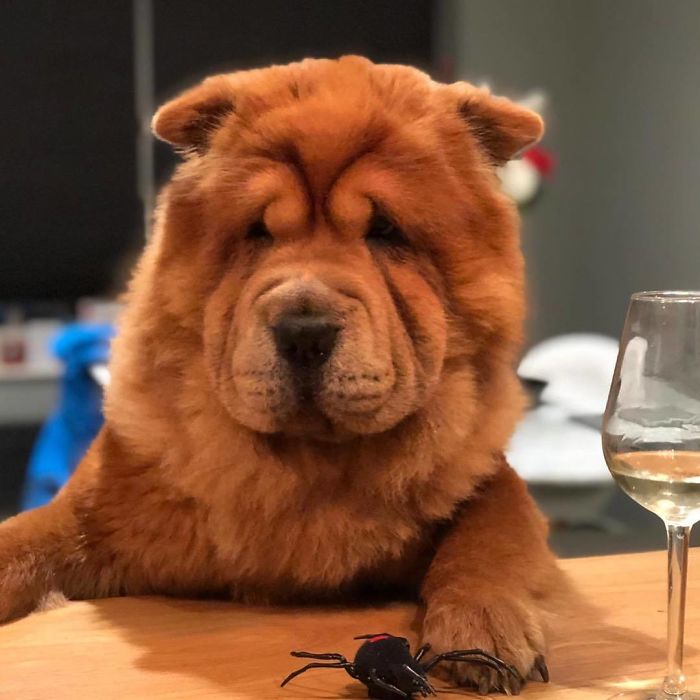 Chow Pei (Chow Chow + Shar Pei)