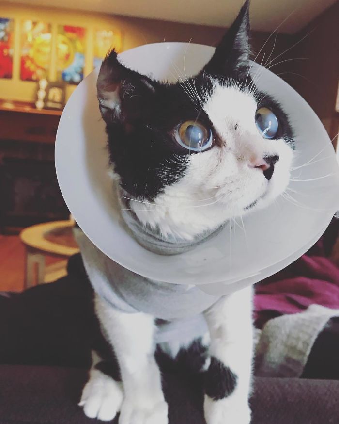 I Adopted A Kitten With Huge 'Glass' Eyes After He Was Found Abandoned On A Porch And He Is Now Our Family Member