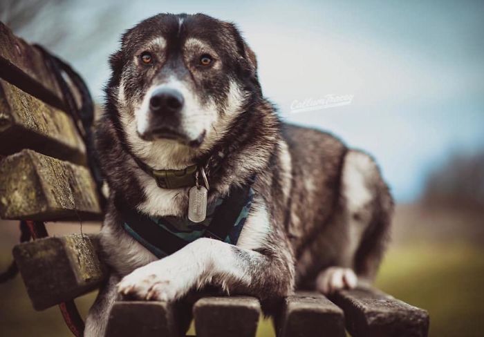Malador (Alaskan Malamute + Labrador)