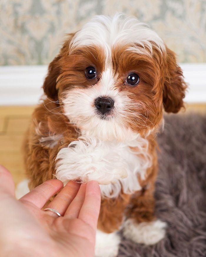 Cavapoo (Cavalier King Charles Spaniel + Poodle)