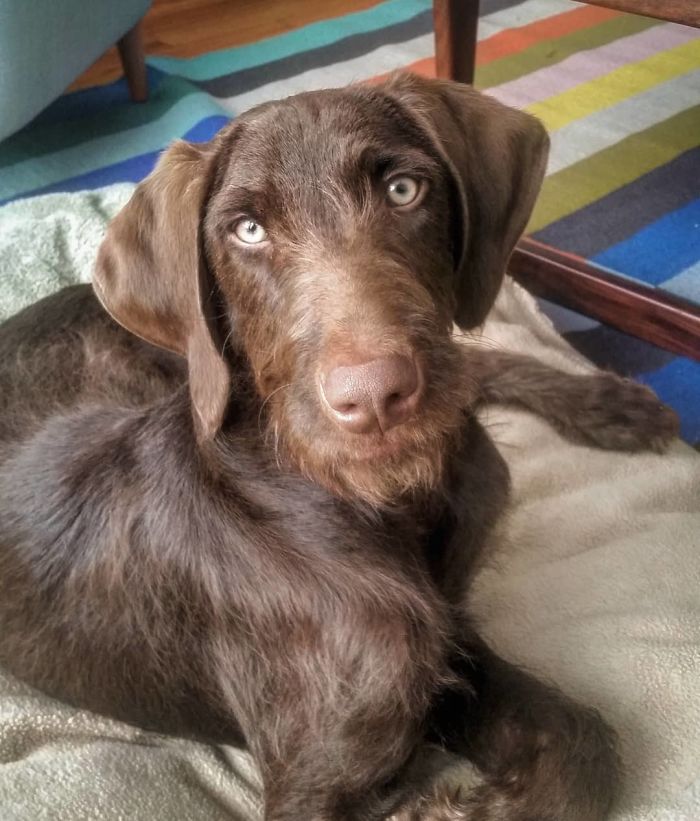 Weimardoodle (Weimaraner + Poodle)