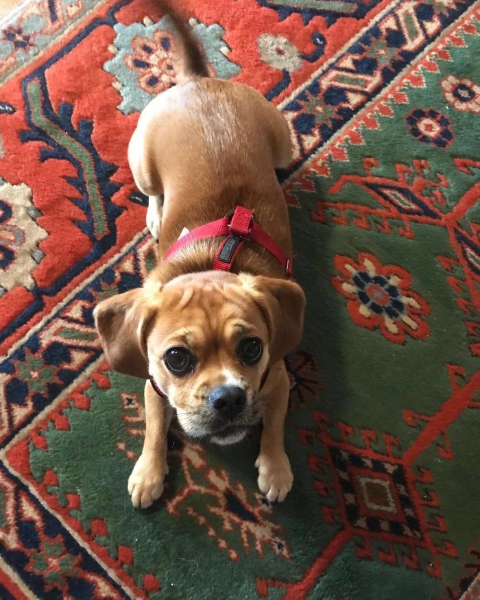 Cocker Pug (Cocker Spaniel + Pug)