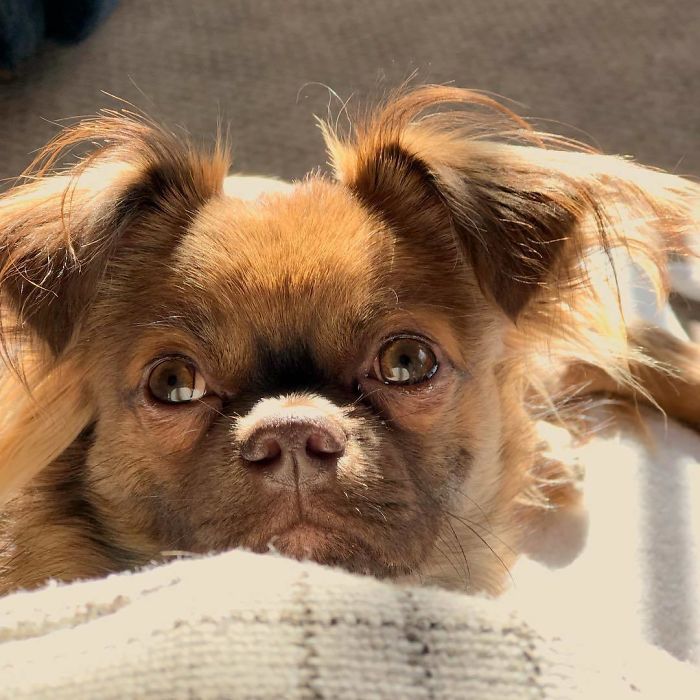 Chug (Chihuahua + Pug)