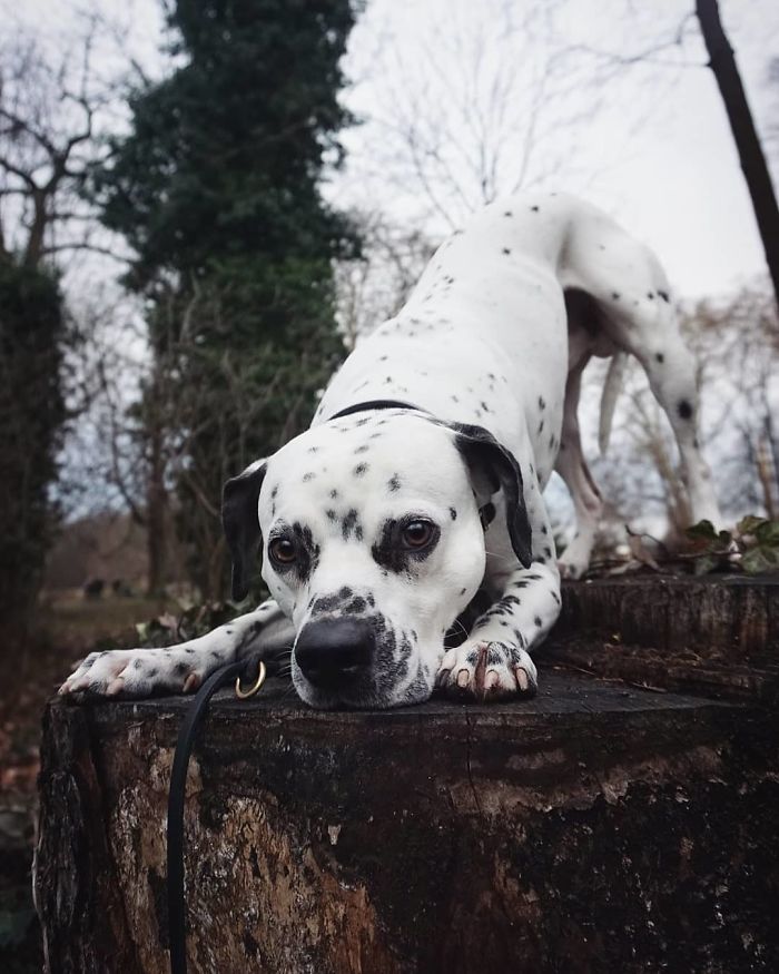 Bullmation (Bulldog + Dalmatian)