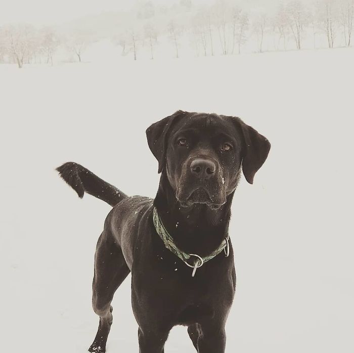 Labrottie (Labrador Retriever + Rottweiler)