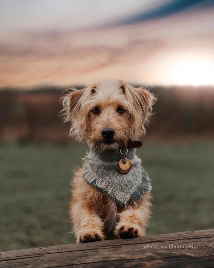 Jack-A-Poo (Jack Russell Terrier + Poodle)