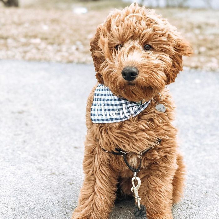 Goldendoodle (Golden Retriever + Poodle)