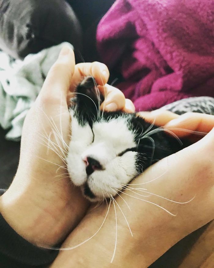 I Adopted A Kitten With Huge 'Glass' Eyes After He Was Found Abandoned On A Porch And He Is Now Our Family Member