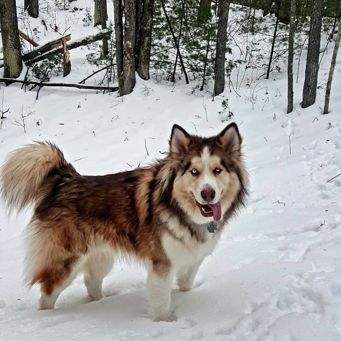 Alusky (Alaskan Malamute + Siberian Husky)