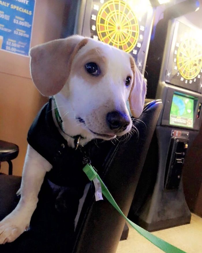 Basschshund (Basset Hound + Dachshund)