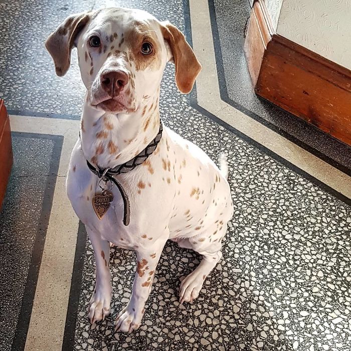 Dalmador (Labrador Retriever And Dalmatian )