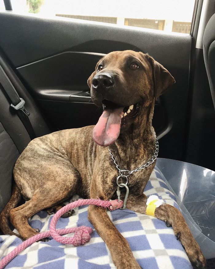 Lab Pei (Labrador Retriever + Chinese Shar-Pei)