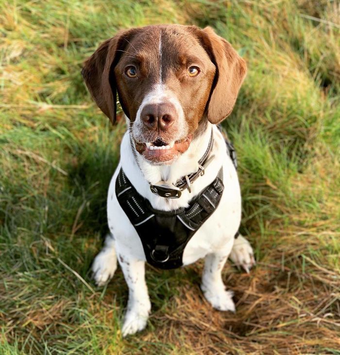 Labradinger (Labrador Retriever And English Springer Spaniel)
