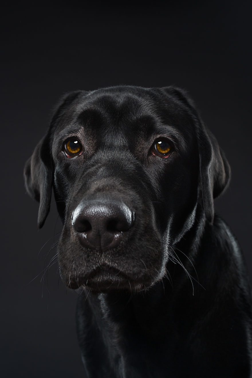 Blues, The Labrador Retriever Puppy