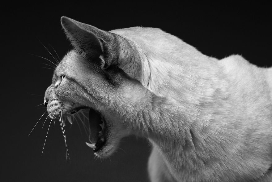 Simba, The Siamese Cat