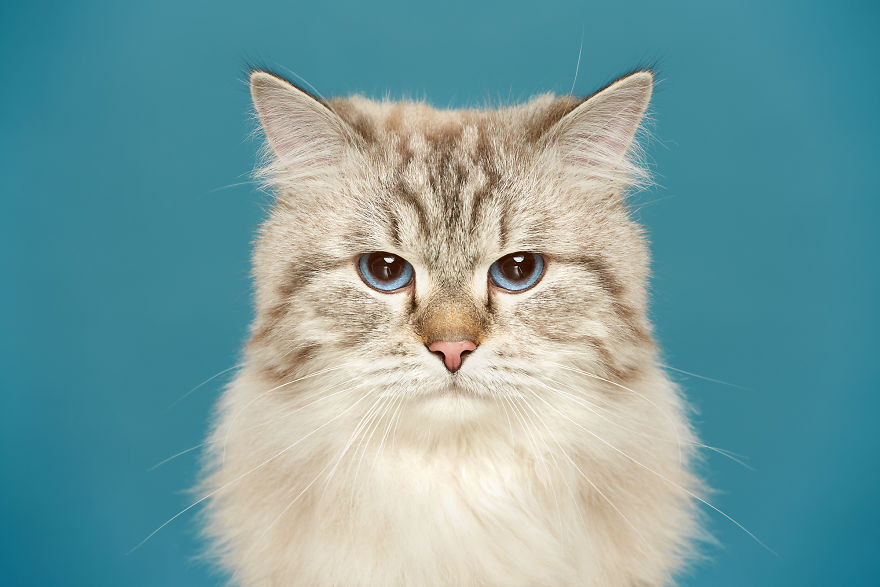 Prokhor, The Neva Masquerade Cat