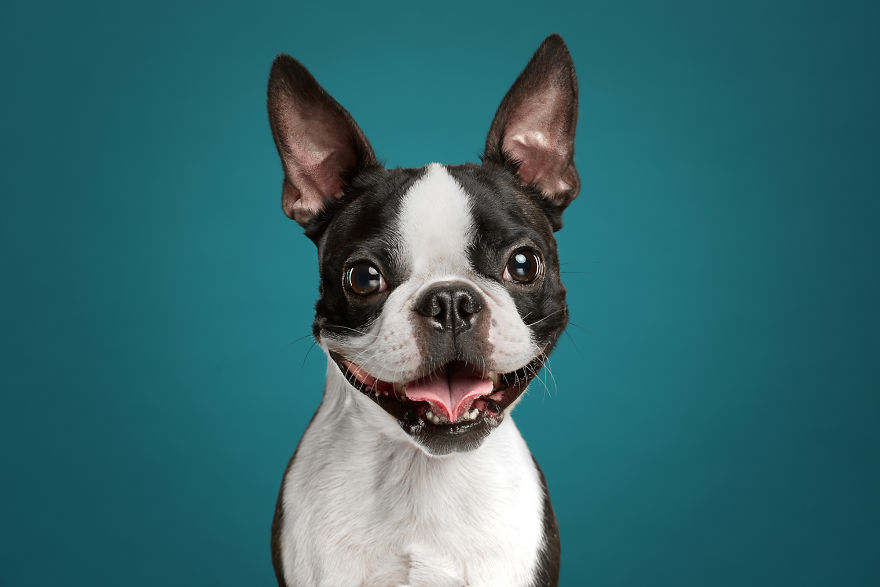 Phil, The Boston Terrier