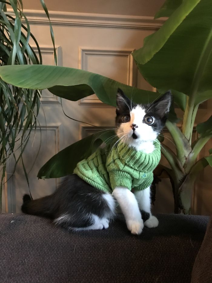 I Adopted A Kitten With Huge 'Glass' Eyes After He Was Found Abandoned On A Porch And He Is Now Our Family Member