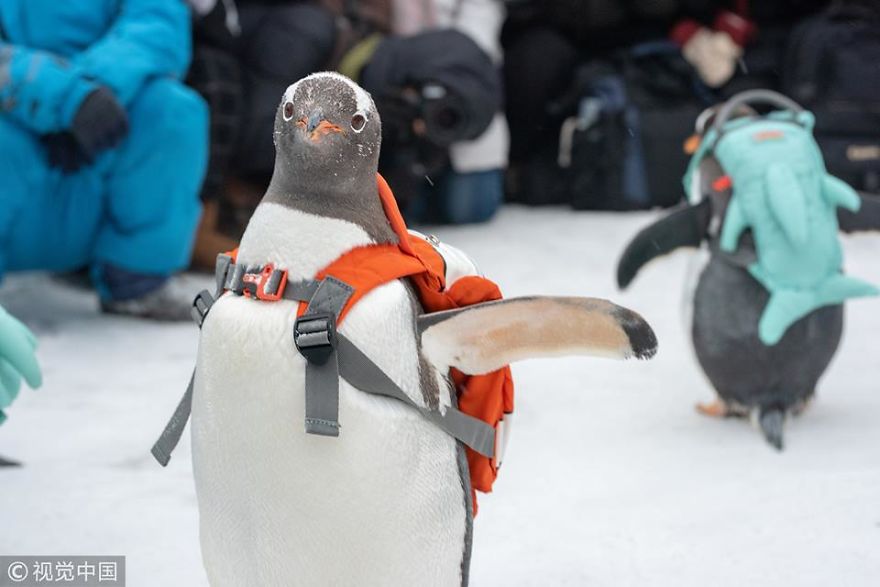 Cute Alert! Penguins Visit Ice And Snow World In Harbin