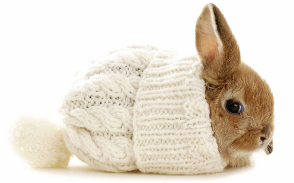 Cute Pictures Of Rabbits That Will Make You Smile.