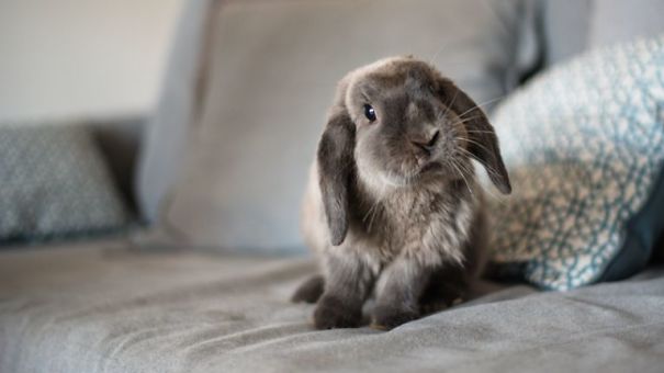Cute Pictures Of Rabbits That Will Make You Smile. Cute Pictures Of Rabbits That Will Make You Smile.