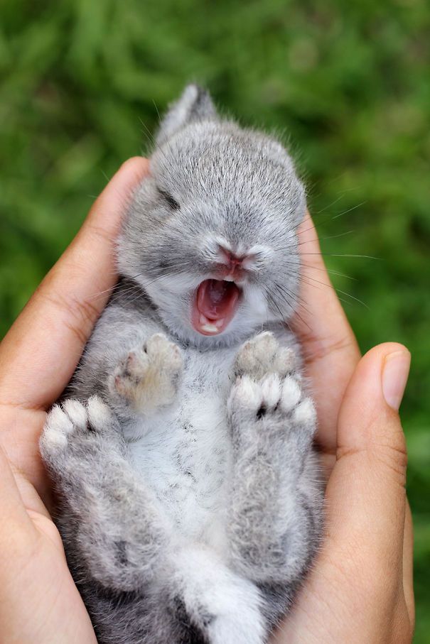 Cute Pictures Of Rabbits That Will Make You Smile.