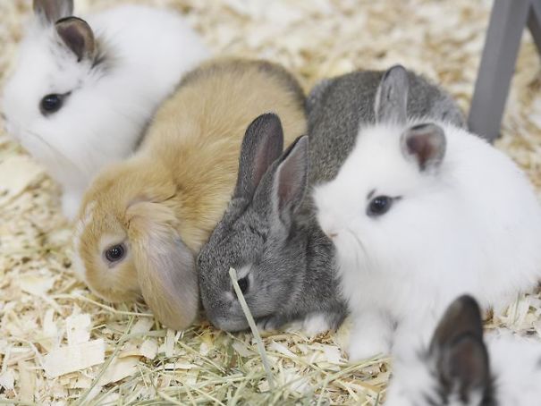 Cute Pictures Of Rabbits That Will Make You Smile. Cute Pictures Of Rabbits That Will Make You Smile.