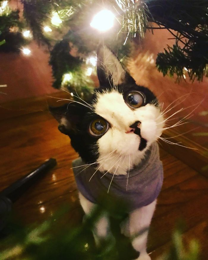 I Adopted A Kitten With Huge 'Glass' Eyes After He Was Found Abandoned On A Porch And He Is Now Our Family Member