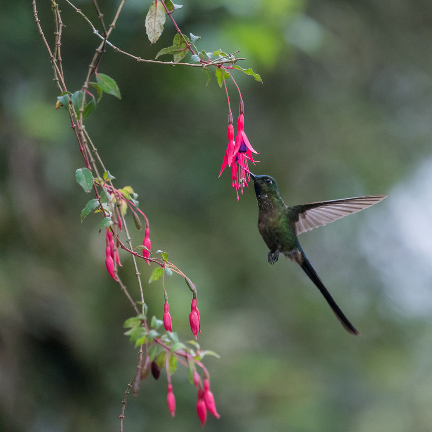 How To Photograph Flying Hummingbirds