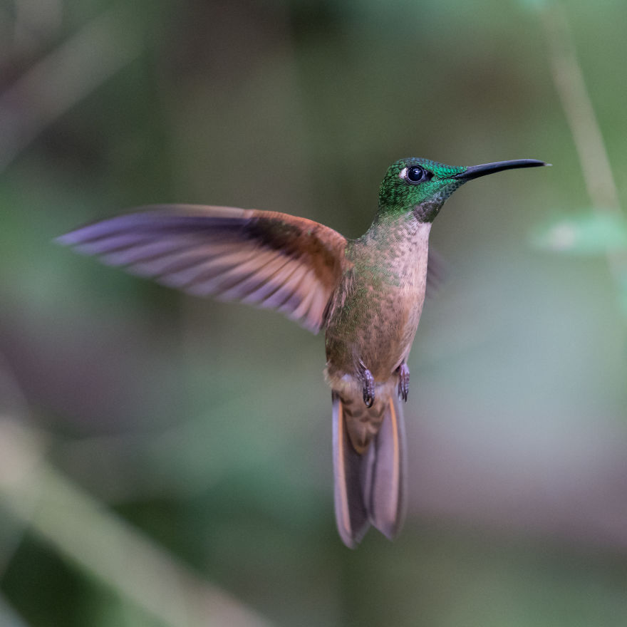 How To Photograph Flying Hummingbirds How To Photograph Flying Hummingbirds