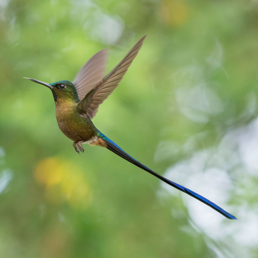 How To Photograph Flying Hummingbirds How To Photograph Flying Hummingbirds