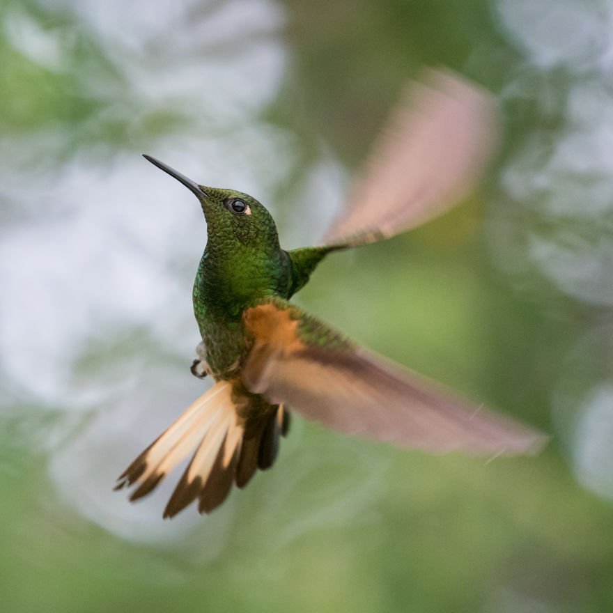 How To Photograph Flying Hummingbirds How To Photograph Flying Hummingbirds