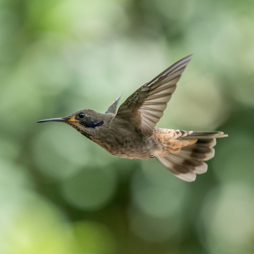 How To Photograph Flying Hummingbirds