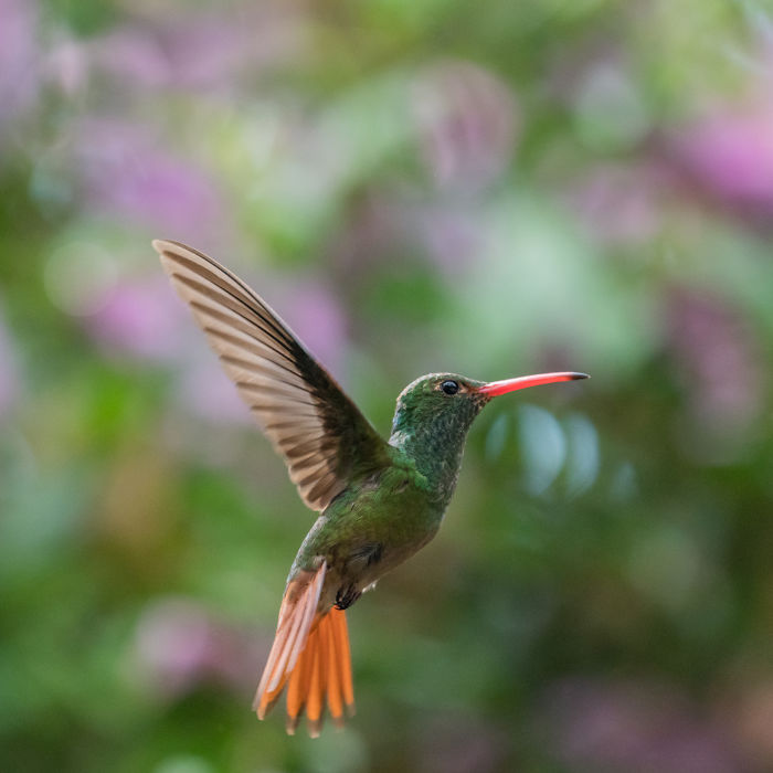 How To Photograph Flying Hummingbirds