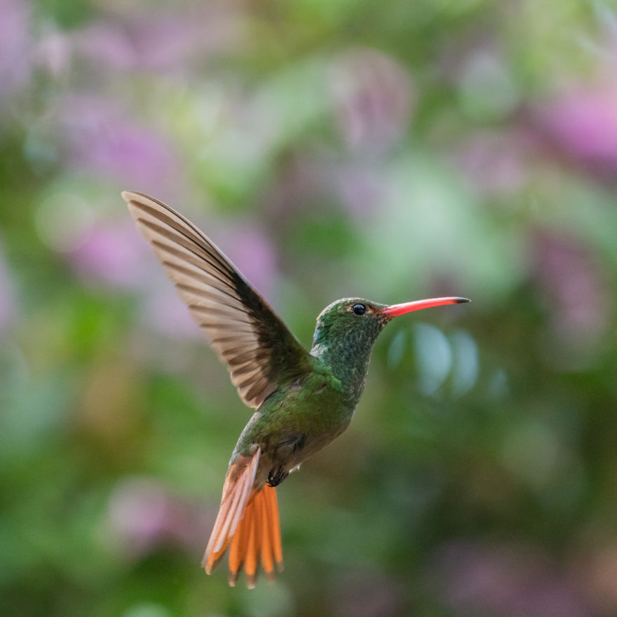 How To Photograph Flying Hummingbirds How To Photograph Flying Hummingbirds
