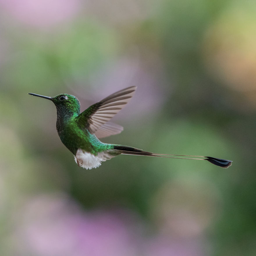 How To Photograph Flying Hummingbirds How To Photograph Flying Hummingbirds
