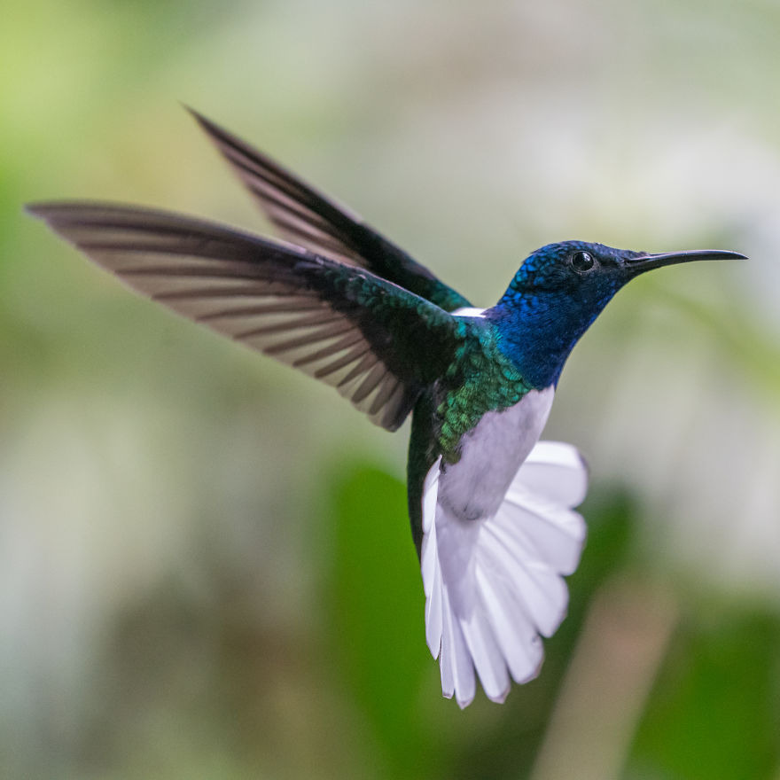 How To Photograph Flying Hummingbirds