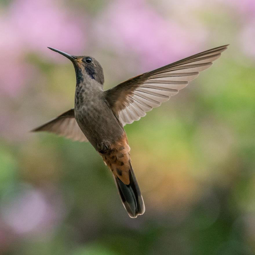 How To Photograph Flying Hummingbirds How To Photograph Flying Hummingbirds