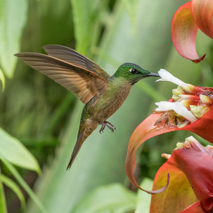 How To Photograph Flying Hummingbirds