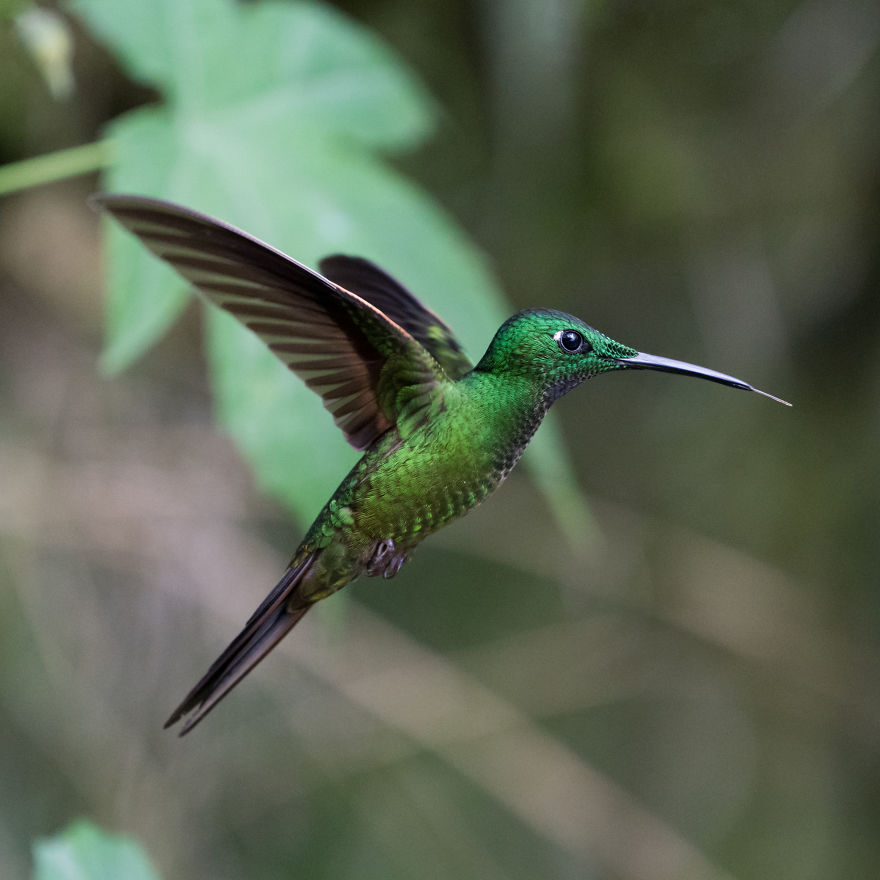 How To Photograph Flying Hummingbirds