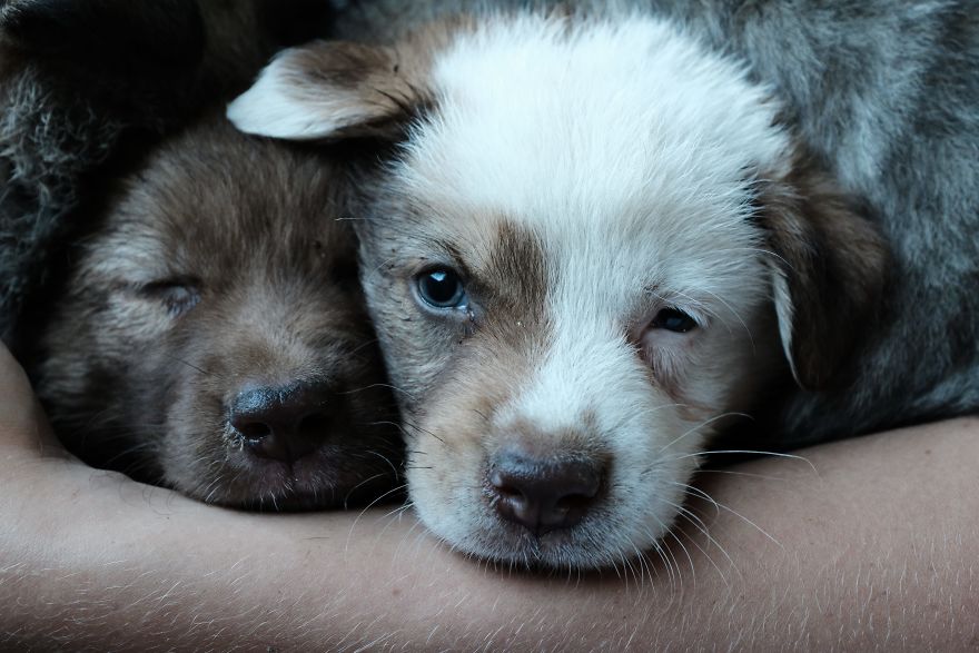 I Spend The Last 8 Month Helping And Photographing Streetdogs In East Europa