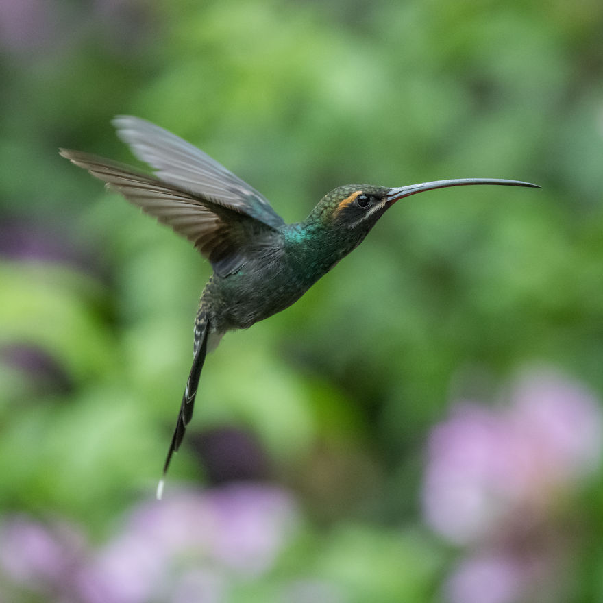 How To Photograph Flying Hummingbirds