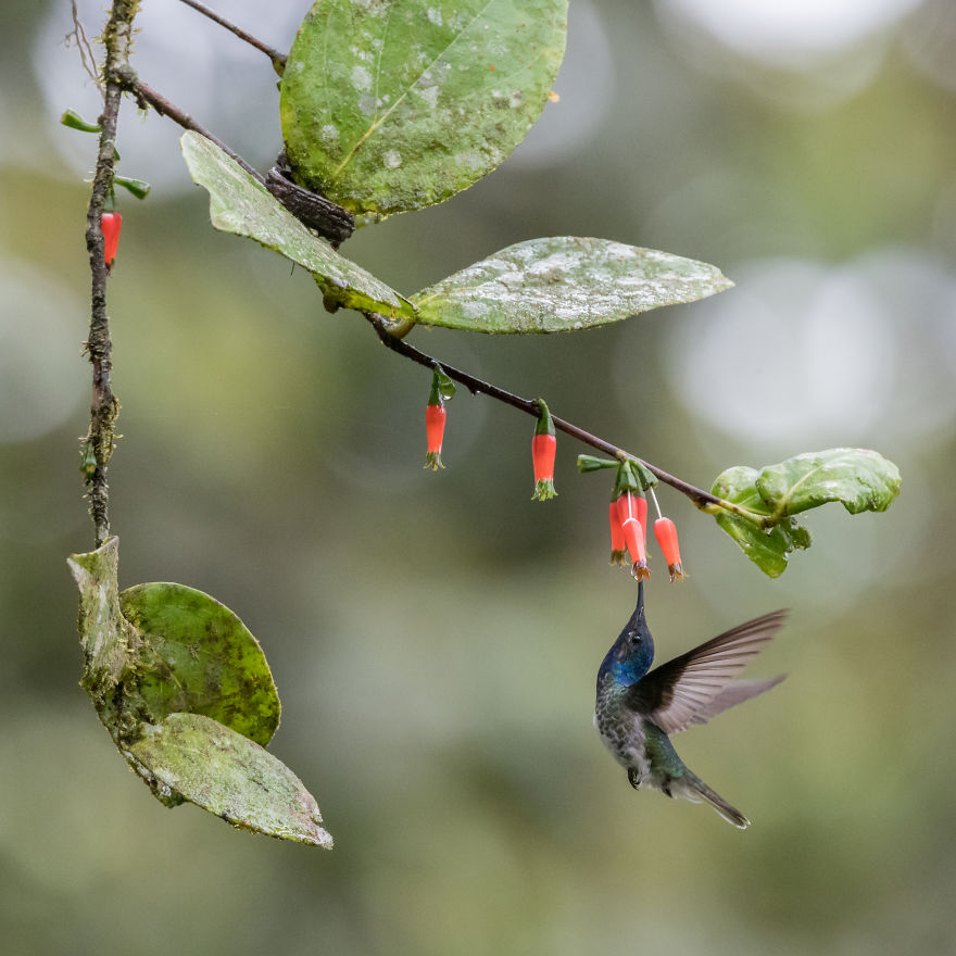 How To Photograph Flying Hummingbirds How To Photograph Flying Hummingbirds