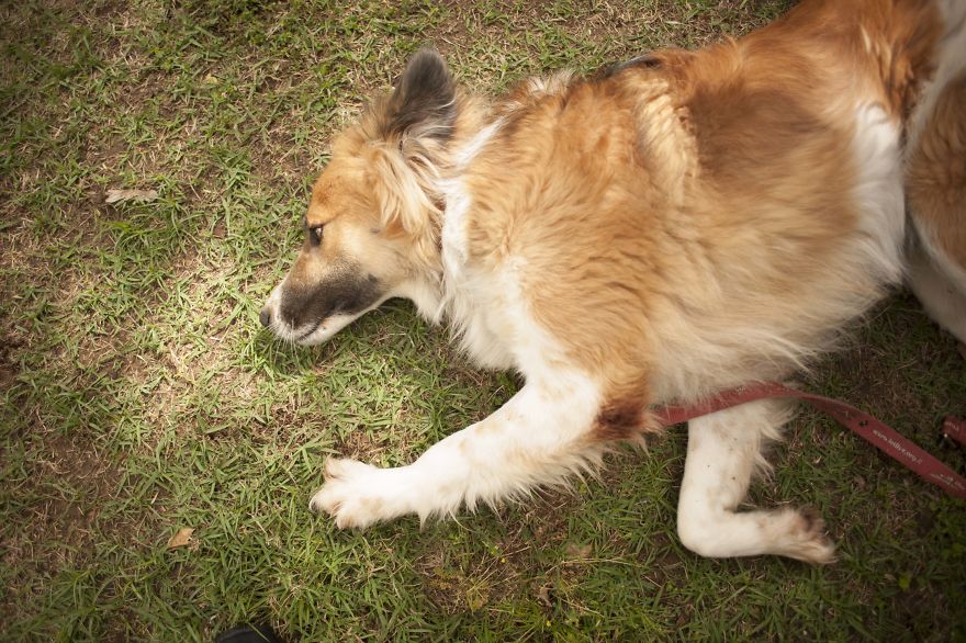 Every Dog Need Home Every Dog Need Home