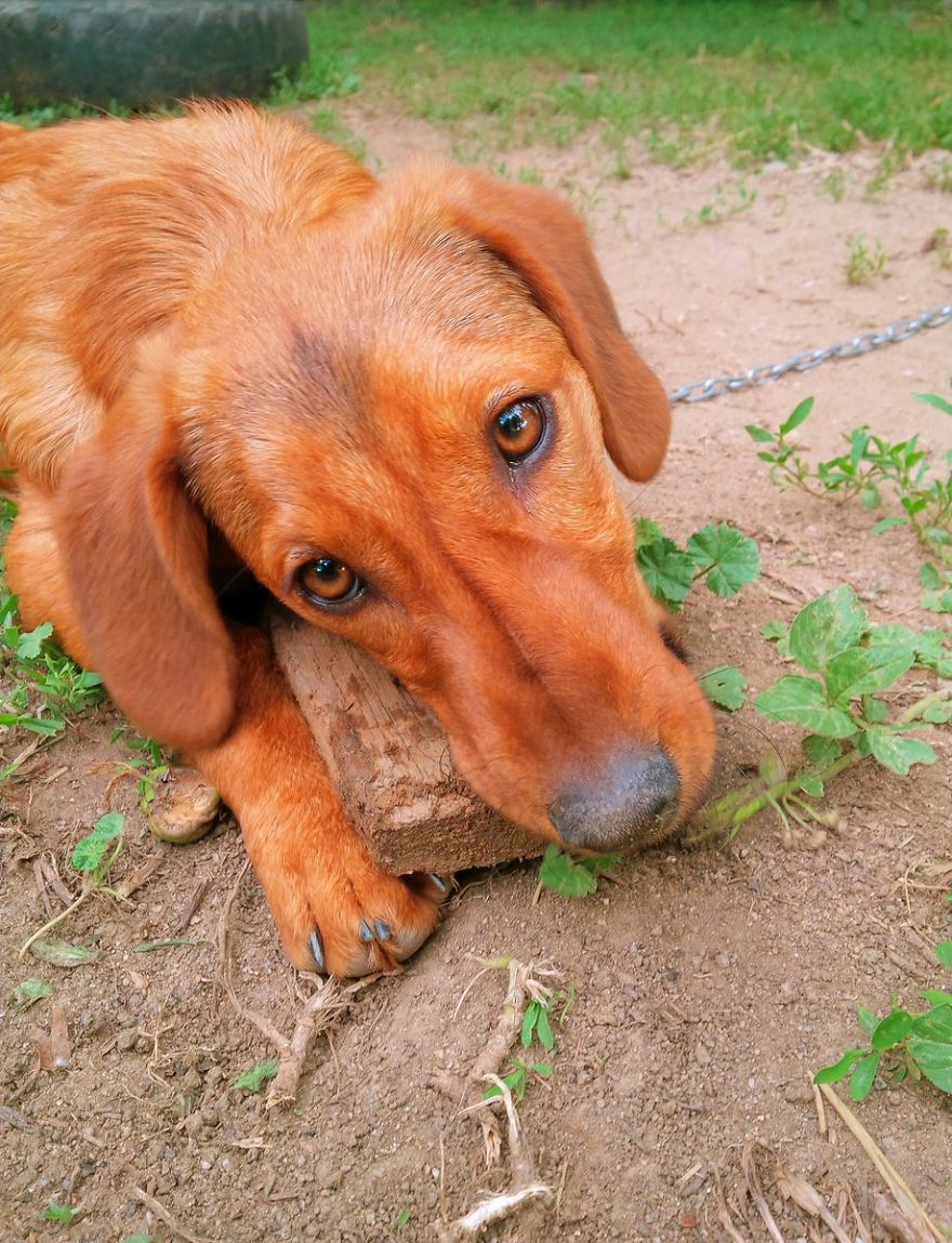 I Found & Rescued These Little Gems On This Day A Year Ago, And That's Been A Life Changer For The Three Of Us